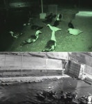 TV 동물농장, 기러기 300마리 습격자 정체 밝힌다