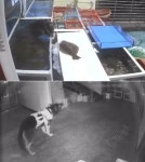 TV동물농장, 싱싱한 활어만 노리는 의문의 습격자 공개