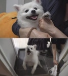 TV 동물농장 요상한 견공 설이 - 불량엄마 코나비 편 방송