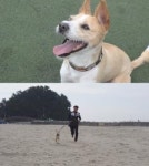 TV동물농장, 월드 챔피언 차지한 믹스견 자몽이 조명 선입견 깼다