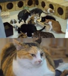 TV동물농장, 16마리 고양이 기르는 집사 조명... 고양이 로또의 문제는?