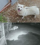 TV동물농장, 밤만 되면 탈출하는 犬 백돌이 소개... 이유는 무엇?