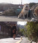 TV동물농장, 반려견의 잘못된 배변 습관 조명... 맞춤식 솔루션 공개