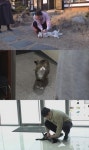 TV동물농장, 주거침입 고양이 뻔이 소개... 뻔뻔함+친화력