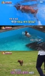 TV동물농장, 수영 중독견 에몽이 조명 3~4시간은 기본