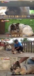 [S종합] TV동물농장, 바닥 껌딱지 犬→4년간 주인 피한 犬 사연 소개