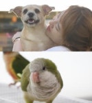 TV동물농장, 폭식·단식 반복하는 犬-수학 천재 앵무새 소개