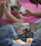 TV 동물농장 구강암으로 고통 받는 둥이