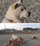 TV동물농장 어느 날 갑자기 나타나 마당을 점령한 의문의 강아지들