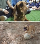 TV동물농장 공 사랑견 사랑이와 로이-양산 길냥이 빵돔하우스 사연 공개