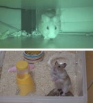 TV 동물농장 햄스터 우연이의 햄생크 탈출, 남겨진 가족에 대한 이야기