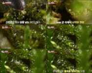 TV동물농장 영화보다 더 영화 같은 반딧불이의 생애