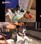 TV 동물농장 입양으로 견생 역전 실현한 샛별이와 차돌이