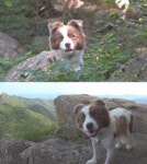 TV동물농장 14일, 별별묘전-충효사 안내견 몽이 소개