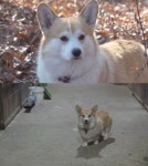 TV동물농장 13일, 승마장 마스코트 몽이-기침은 혼비백산 태리 소개