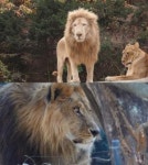 TV동물농장 사자 사파리 1편 : 왕들의 전쟁