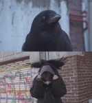 TV동물농장 주민들을 향해 무조건 달려드는 악동 까마귀