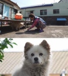 TV동물농장 해녀와 노견, 제주 블루스