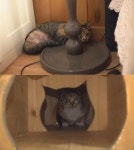 TV동물농장 외톨이 자처하는 세 발 고양이 삼순이