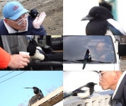 TV동물농장 주유소 이중인격 까치 까봉이