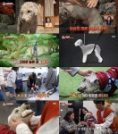 TV 동물농장 부상입고 버려진 베들링턴테리어 임보에 나선 동물농장 제작진