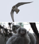 TV 동물농장 49층 아파트 펜트하우스에 나타난 송골매 부부?