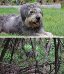 TV 동물농장 가출한 뒤 10km 떨어진 곳에서 반려견, 그런데 귀가를 거?