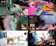 TV 동물농장 13살 봉희, 4.6kg 혹 떼고 나니 최강 동안 부활