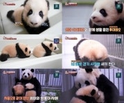 TV 동물농장 쌍둥바오, 푸바오 언니! 이제 귀여움은 우리가 두 배로 책임질게