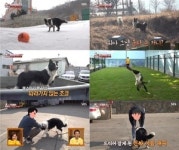 TV 동물농장 공 집착견 보더콜리의 정체는 옆 동네 해피