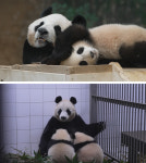 TV 동물농장 육아 난이도 극상의 쌍둥이 판다의 좌충우돌 일상