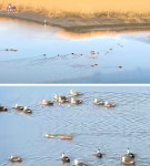 TV 동물농장 순천만에 나타난 괴생명체의 정체