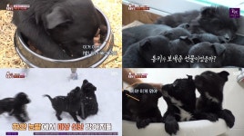 TV 동물농장 어쩌다 주워온 8꼬물이 적응기