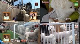 TV 동물농장 32마리 개들에게 안식처를 내준 천사