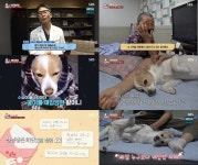 TV 동물농장 버려졌다는 충격에 보름만에 3kg 빠진 꿀이의 애틋한 사연
