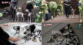 TV 동물농장 달라진 견주에 당황한 사고뭉치 달마시안 남매
