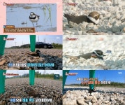 TV 동물농장 천적피해 기절하는 연기 만랩된 꼬마물떼새