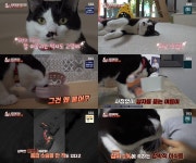 TV 동물농장 어미에게 버림받은 기억 때문에 이식증에 걸린 고양이