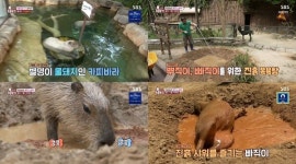 TV 동물농장 남미 출신 카피바라, 여름 나기엔 진흙 목욕