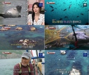 TV 동물농장 서해 최북단 백령도의 점박이물범들