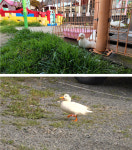 TV 동물농장 매일 탈출을 꿈꾸는 오리 네이