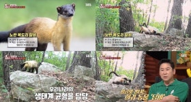 TV 동물농장 한 달 넘는 잠복 끝에 만난 멸종 위기 종 노란 목도리 담비