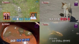 TV 동물농장 아롱이는 할아버지 위해 온종일 자라 잡고, 할아버지는 잡아온 자라 풀어주고