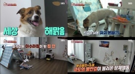 TV 동물농장 하루의 분리불안, 보금자리만 조금 바꿨는데 호전