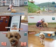 TV 동물농장 사람에게 버림받았던 바야바견, 사람에게 거둬져 깜찍 반려견 꼬맹이로 환골탈태