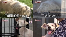 TV 동물농장 10년을 만지지도 못하고 바라만 보며 살아야 했던 할머니와 북극이