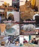 TV동물농장 수유하는 수컷 고양이 밀크의 비밀, 뒤늦게 들어온 무리 안에 자기 일을 찾았다