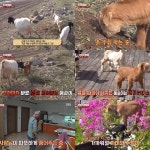 TV동물농장 막내만 버리는 염소 엄마의 유기로 동병상련, 까미-누렁이의 변화