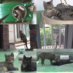 TV동물농장 수수께끼 고양이 쿠자의 간절한 외침