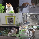 TV 동물농장 사람은 떠났지만 고양이는 남았다, 재개발 앞둔 한남3구역 마지막 구조 작전